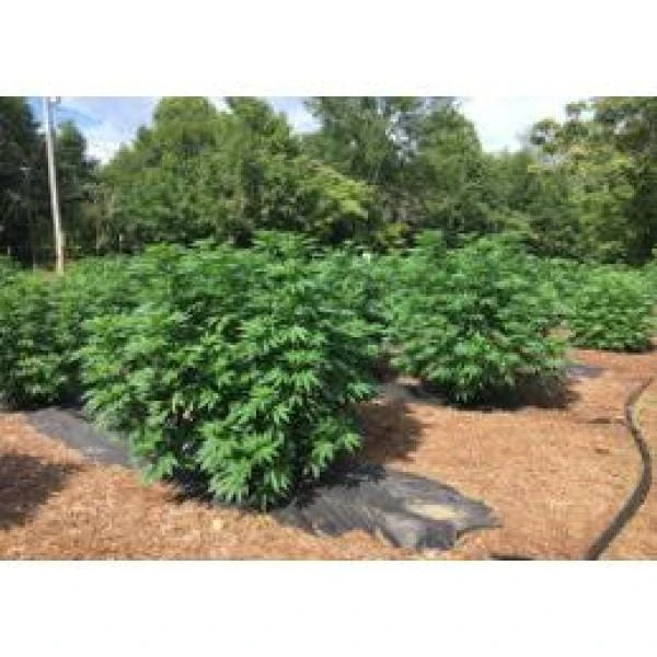 1.5 Cu.ft. (38.5 Qts) Organic Garden Soil 4 1.5 Cu.ft. (38.5 Qts) Organic Garden Soil - Image 4