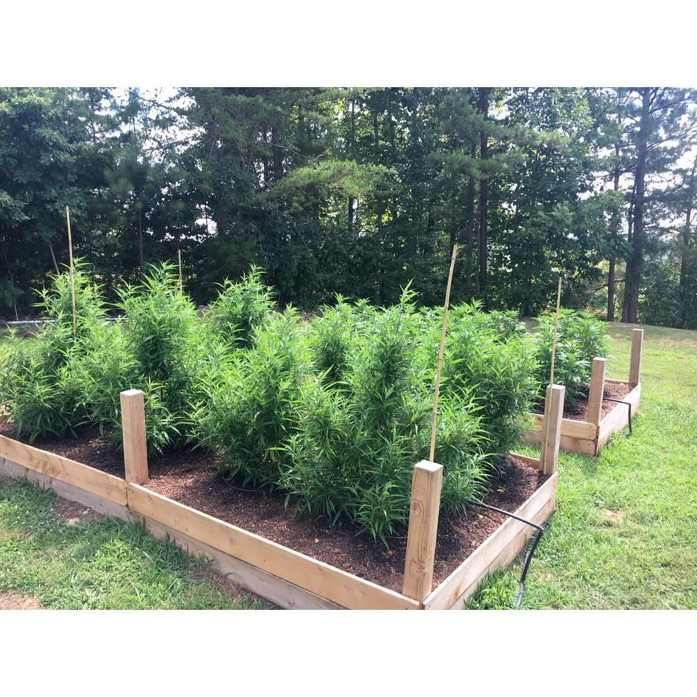 1.5 Cu. Ft. Organic Southern Hemp Potting Soil 5 1.5 Cu. Ft. Organic Southern Hemp Potting Soil - Image 5